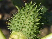 Datura stramonium 51, Doornappel, Saxifraga-Sonja Bouwman