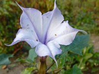 Datura stramonium var tatula 49, Doornappel var tatula, Saxifraga-Ed Stikvoort