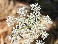 Daucus carota 67, Saxifraga-Sonja Bouwman  Z1. Wilde peen - Daucus carota - Apiaceae familie