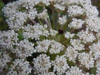 Daucus halophilus 13, Saxifraga-Ed Stikvoort