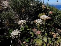 Daucus halophilus 15, Saxifraga-Ed Stikvoort