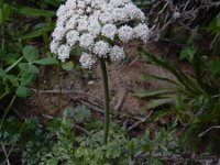 Daucus halophilus 17, Saxifraga-Ed Stikvoort