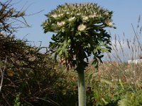 Daucus halophilus 19, Saxifraga-Ed Stikvoort