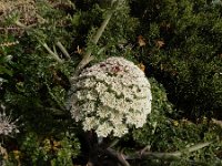 Daucus halophilus 20, Saxifraga-Ed Stikvoort