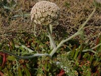 Daucus halophilus 21, Saxifraga-Ed Stikvoort