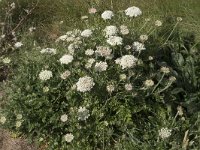 Daucus muricatus 3, Saxifraga-Willem van Kruijsbergen