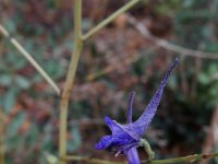 Delphinium gracile 2, Saxifraga-Ed Stikvoort