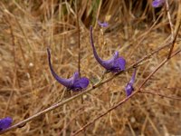 Delphinium gracile 3, Saxifraga-Ed Stikvoort