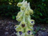 Delphinium szowitsianum 2, Saxifraga-Ed Stikvoort