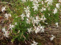 Dianthus arenarius 10, Zandanjer, Saxifraga-Hans Grotenhuis