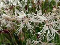 Dianthus arenarius 11, Zandanjer, Saxifraga-Hans Grotenhuis