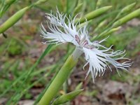 Dianthus arenarius 12, Zandanjer, Saxifraga-Hans Grotenhuis