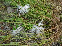 Dianthus arenarius 17, Zandanjer, Saxifraga-Hans Grotenhuis