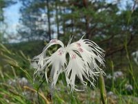 Dianthus arenarius 18, Zandanjer, Saxifraga-Hans Grotenhuis