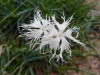 Dianthus arenarius 3, Zandanjer, Saxifraga-Ed Stikvoort