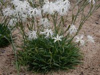 Dianthus arenarius 5, Zandanjer, Saxifraga-Ed Stikvoort