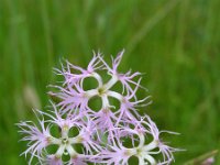 Dianthus arenarius 7, Zandanjer, Saxifraga-National Botanical Garden of Latvia