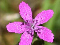 Dianthus armeria 42, Ruige anjer, Saxifraga-Sonja Bouwman  900. Ruige anjer - Dianthus armeria - Caryophyllaceae familie (i) Ecozone De Klomp (Ede)