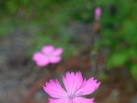 Dianthus carthusianorum 26, Kartuizer anjer, Saxifraga-Ed Stikvoort