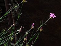 Dianthus carthusianorum 27, Kartuizer anjer, Saxifraga-Ed Stikvoort