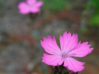 Dianthus carthusianorum 28, Kartuizer anjer, Saxifraga-Ed Stikvoort