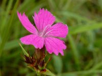 Dianthus carthusianorum 30, Kartuizer anjer, Saxifraga-Ed Stikvoort