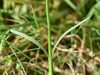 Dianthus carthusianorum 33, Kartuizer anjer, Saxifraga-Sonja Bouwman