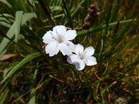 Dianthus cretaceus 5, Saxifraga-Ed Stikvoort