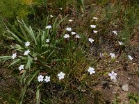 Dianthus cretaceus 6, Saxifraga-Ed Stikvoort