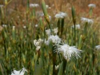 Dianthus crinitus 6, Saxifraga-Ed Stikvoort