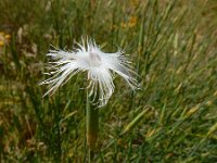 Dianthus crinitus 8, Saxifraga-Ed Stikvoort