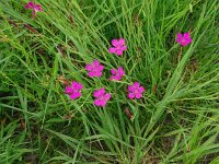 Dianthus deltoides 41, Steenanjer, Saxifraga-Hans Grotenhuis