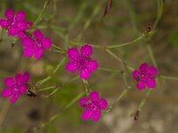 Dianthus deltoides 51, Steenanjer, Saxifraga-Jan Nijendijk