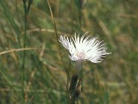 Dianthus furcatus