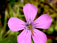 Dianthus glacialis