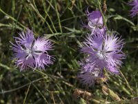 Dianthus hyssopifolius 11, Saxifraga-Willem van Kruijsbergen