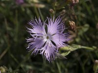 Dianthus hyssopifolius 12, Saxifraga-Willem van Kruijsbergen