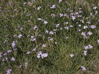 Dianthus hyssopifolius 14, Saxifraga-Willem van Kruijsbergen