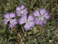 Dianthus hyssopifolius 15, Saxifraga-Willem van Kruijsbergen