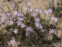 Dianthus hyssopifolius 19, Saxifraga-Willem van Kruijsbergen