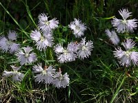 Dianthus monspessulanus ssp sternbergii 1, Saxifraga-Harry Jans