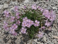 Dianthus monspessulanus ssp sternbergii 6, Saxifraga-Harry Jans