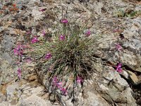 Dianthus orientalis 10, Saxifraga-Ed Stikvoort