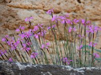 Dianthus orientalis 5, Saxifraga-Ed Stikvoort