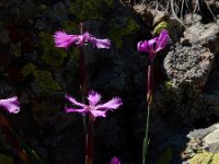 Dianthus orientalis 6, Saxifraga-Ed Stikvoort