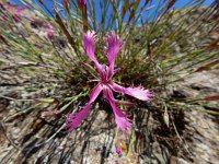 Dianthus orientalis 9, Saxifraga-Ed Stikvoort