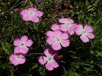 Dianthus raddeanus