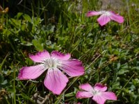 Dianthus raddeanus 4, Saxifraga-Ed Stikvoort