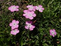 Dianthus raddeanus 5, Saxifraga-Ed Stikvoort