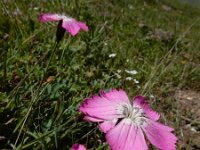 Dianthus raddeanus 8, Saxifraga-Ed Stikvoort